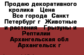 Продаю декоративного кролика › Цена ­ 500 - Все города, Санкт-Петербург г. Животные и растения » Грызуны и Рептилии   . Архангельская обл.,Архангельск г.